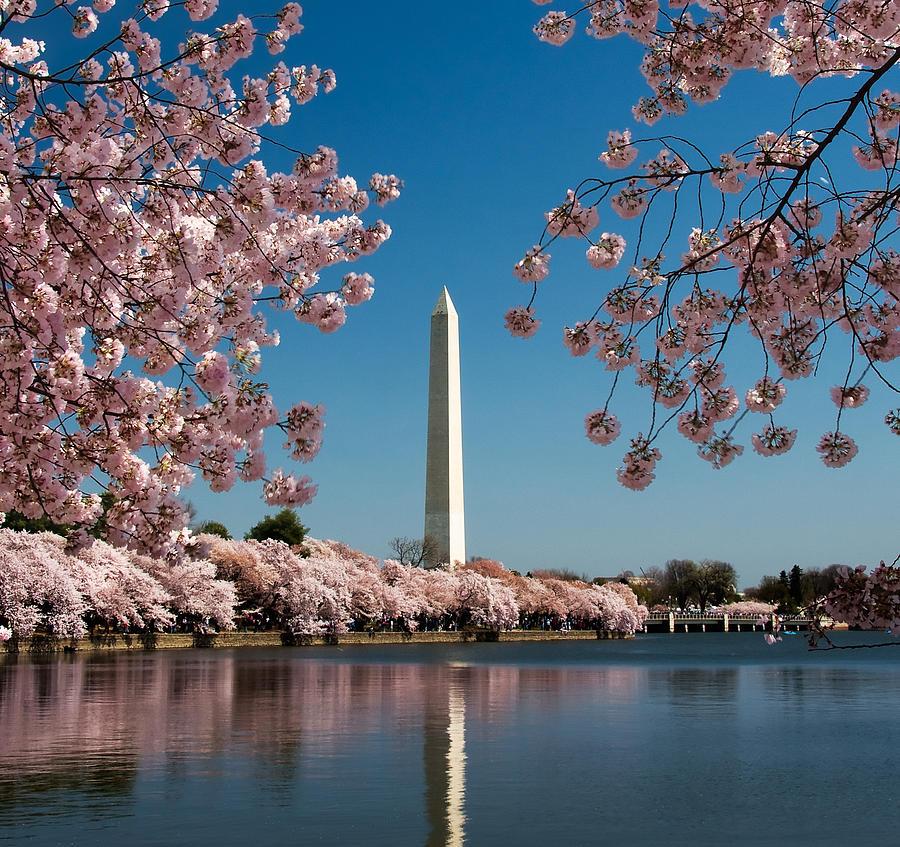 The Washington Monument framed by cherry blossoms, representing our service in the D.C. and NOVA area.